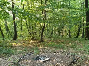 Hoia Forest