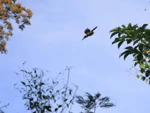 Chocoyero-El Brujo Natural Reserve