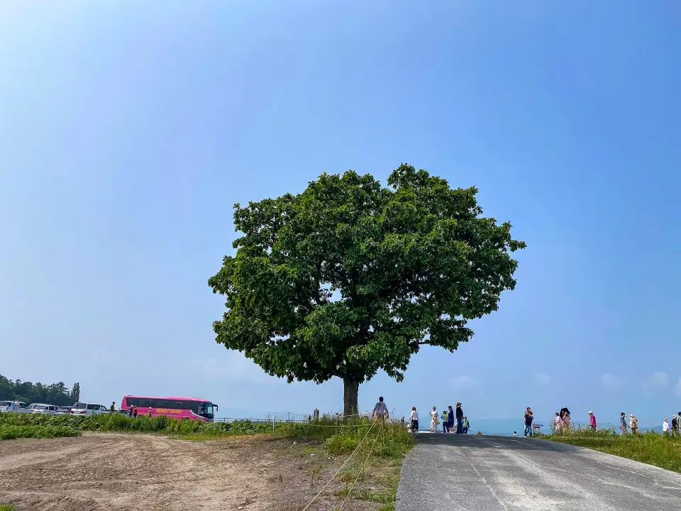 5_Seven Stars Tree