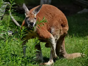 Saunders Country Critters Zoological Sanctuary & Garden Center