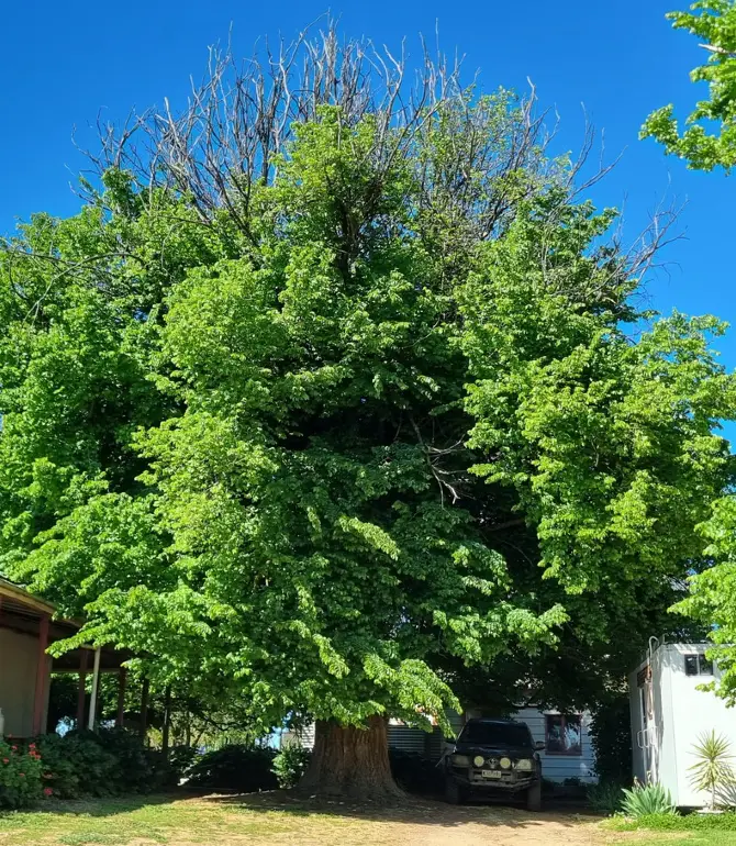 Burramine