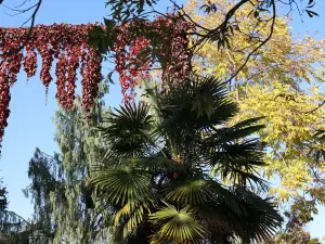 Giardino Botanico di Villa Bricherasio
