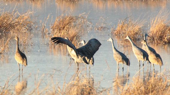 Whitewater Draw Wildlife Area