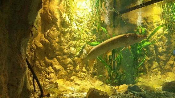 Bodorka Balaton Aquarium