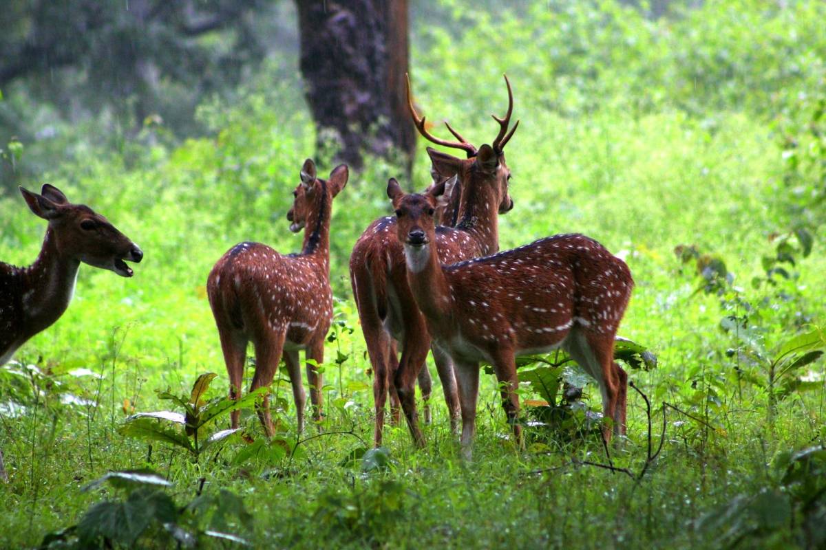 Le parc national de Nagarhole