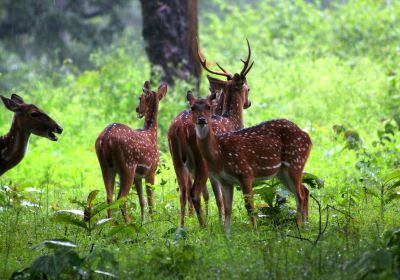 Madikeri