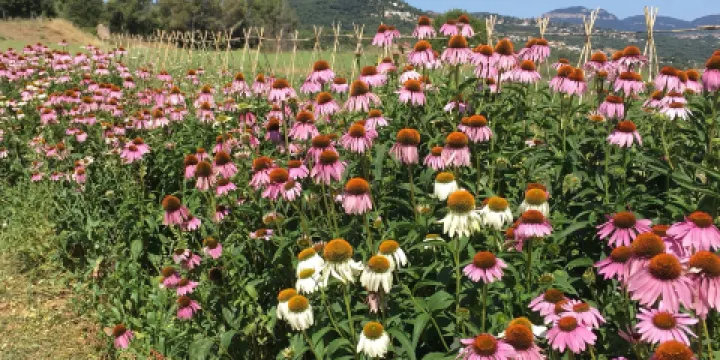 Parc de Les Olors del Serrat