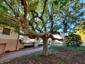 El Jardin Secreto