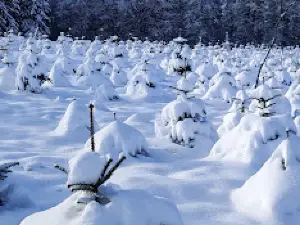 Skilifte am Engländer