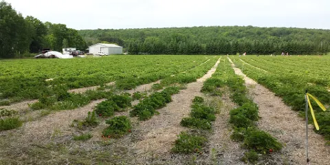 Becker's Berry Patch