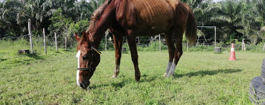 As Sakaf Stable