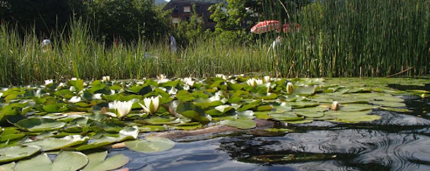 Naturschwimmbad Türnitz