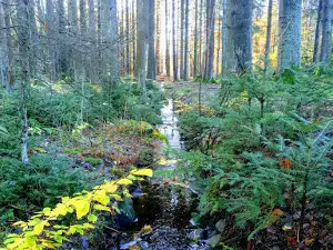 Bjørneparken Fredrikstad, wooden carvings on the marked trail.