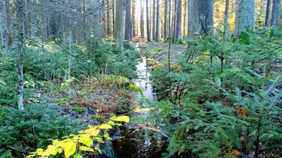 Bjørneparken Fredrikstad, wooden carvings on the marked trail.