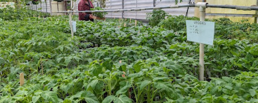 Anton's Greenhouses