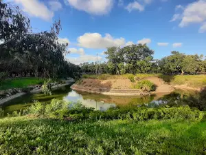 Urban City Forest Kenitra