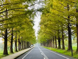 Metasequoia Avenue