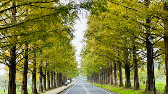 Avenue of Metasequoia trees