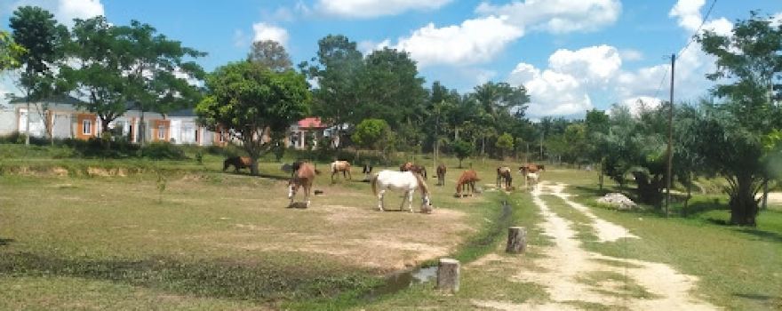 Kampung Cowboy