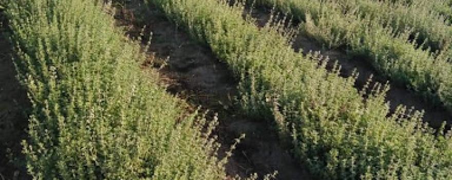 Omar ali agriculteur