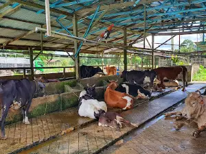 SRZ Ternak (Ladang Tenusu Jeram Mengaji)