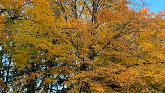 Scholl Recreation Area & Pavilion