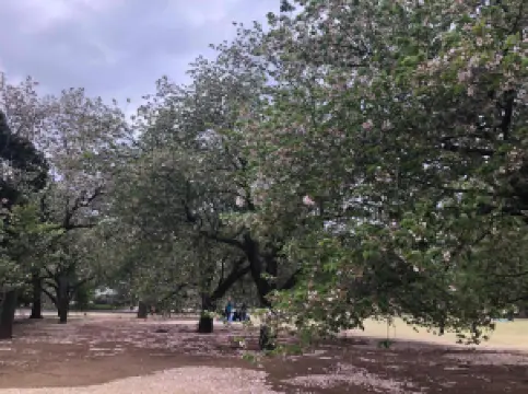อุทยานแห่งชาติชินจูกุเกียวเอน