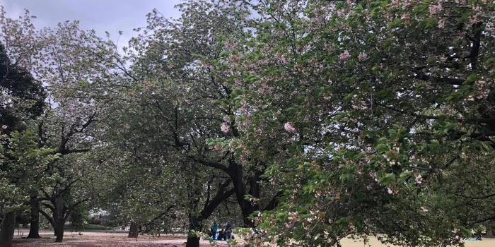 Shinjuku Gyoen National Garden image 0