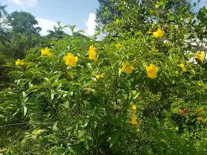 Bosque das Missões