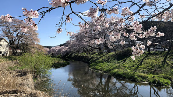 高田の桜