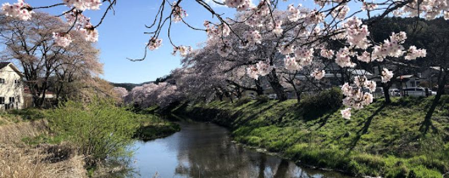 高田の桜