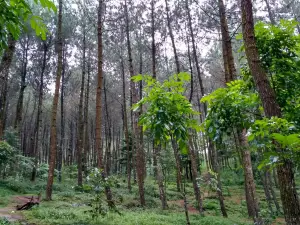 Top Selfie Pinusan Kragilan
