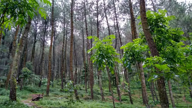 Top Selfie Pinusan Kragilan view