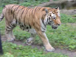 Henry Vilas Zoo