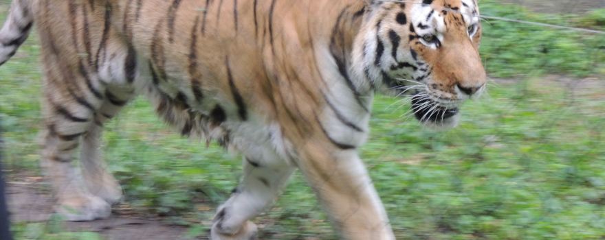 Henry Vilas Zoo