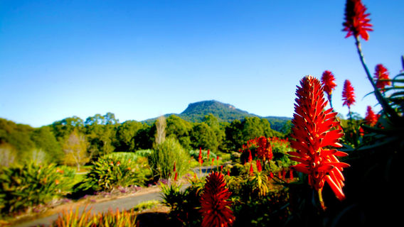 Wollongong