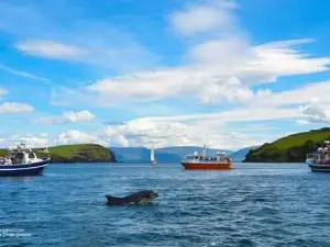 Dingle Dolphin Boat Tours