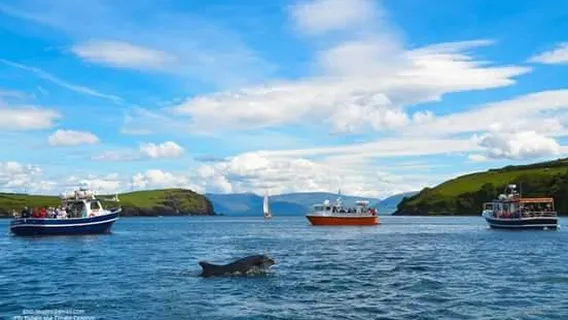 Dingle Dolphin Boat Tours