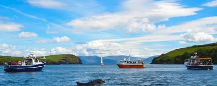 Dingle Dolphin Boat Tours