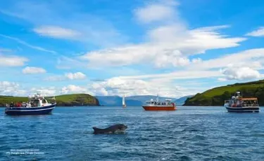 Dingle Dolphin Boat Tours