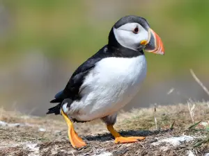 Isle of Lunga