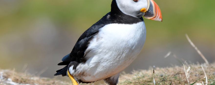 Isle of Lunga
