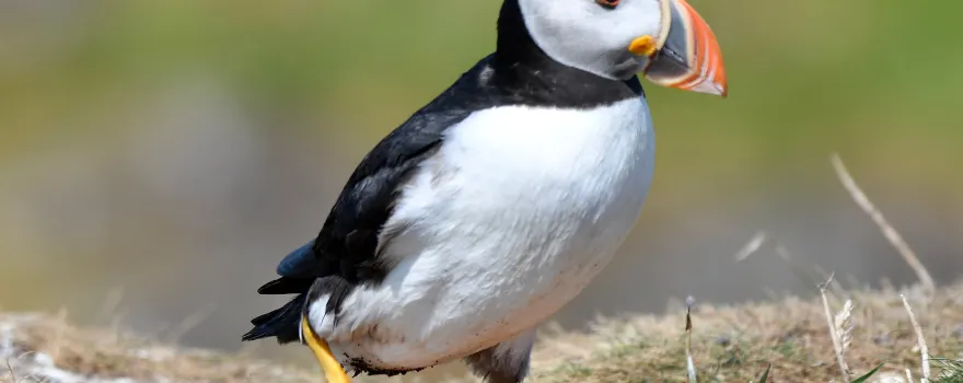 Isle of Lunga