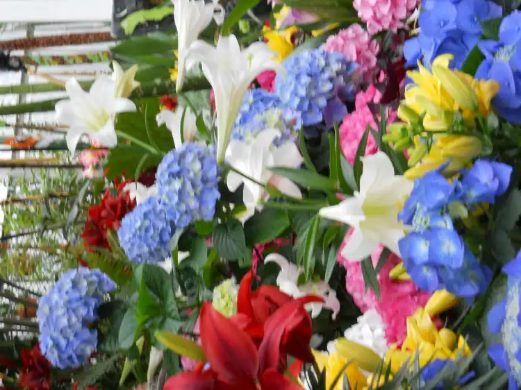 Hotels near W.W. Seymour Botanical Conservatory