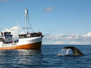 Whalesafari Andenes