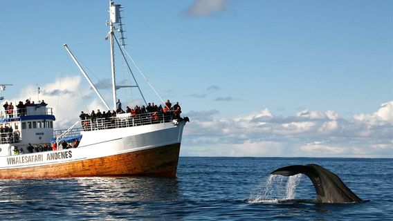 Whalesafari Andenes