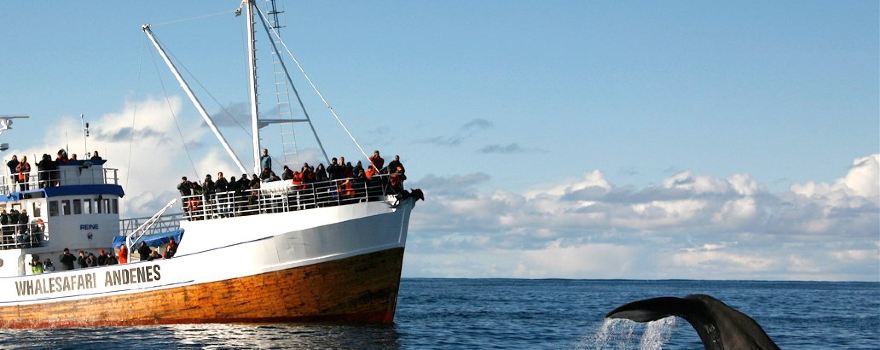 Whalesafari Andenes