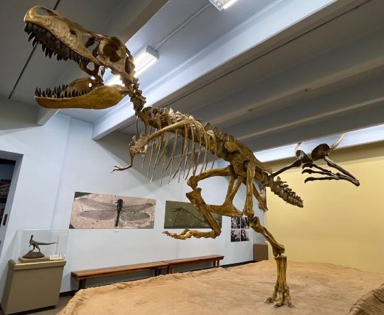 The Dinosaur Museum
