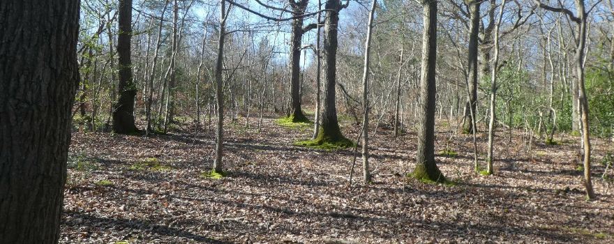 West Blean and Thornden Woods