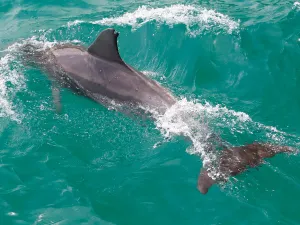 Dolphin Watch Cruises Jervis Bay